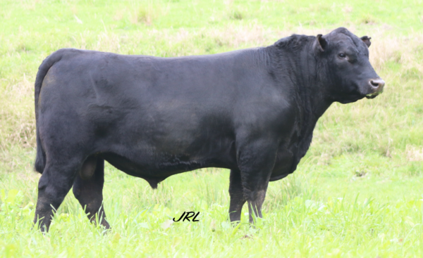 Bowmont King K306 - Image 3