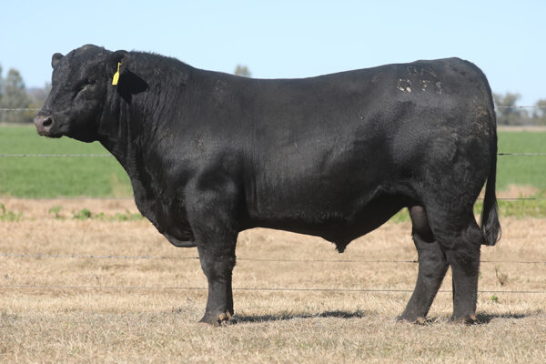 Bowmont King K306 - Image 7