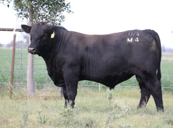 Booragul Revenue M4 - Image 2