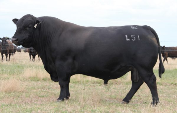 Black Angus Complement L51 "Selwood" - Image 4