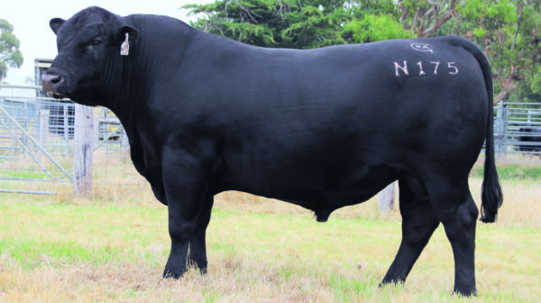 Black Angus Complement L51 "Selwood" - Image 2