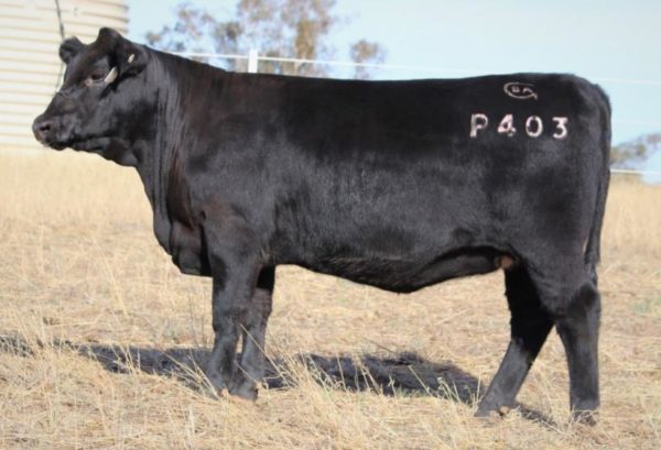 Black Angus Complement L51 "Selwood" - Image 3