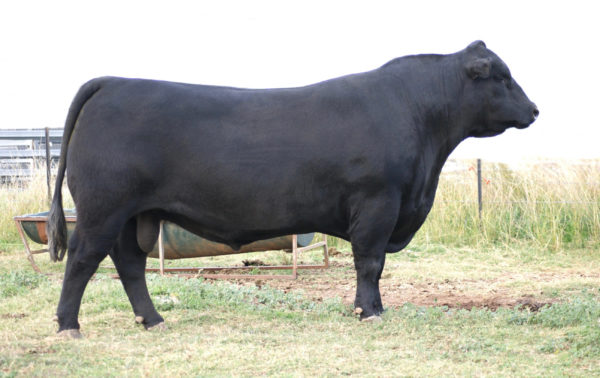 KAROO Realist N278 - Image 2