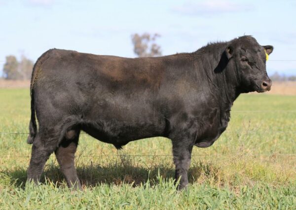 KAROO Realist N278 - Image 11