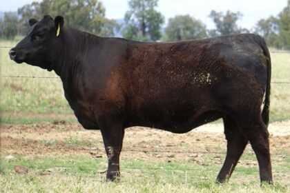 Realist x DUNOON HIGHPOINT H744