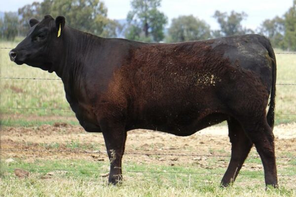 KAROO Realist N278 - Image 3