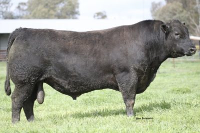 Sires - Breeder Genetics Australia - Beef Cattle A.I. Semen & Sire ...