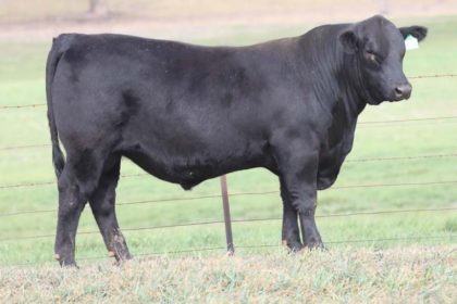 Ben Nevis Nirvana sold for $26,000 to Innesdale Angus