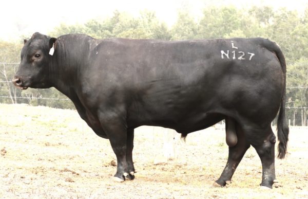 Knowla Nobleman N127 - Image 2