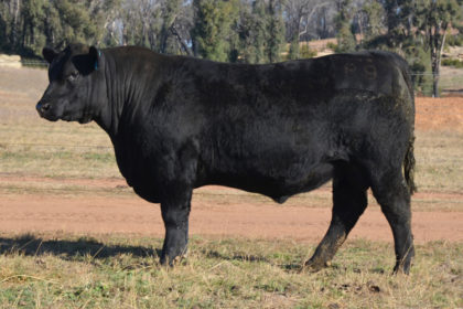 Trio Lion Heart P9 sold to Banquet Angus