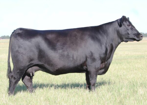 KELLY ANGUS QUINN Q209 - Image 3