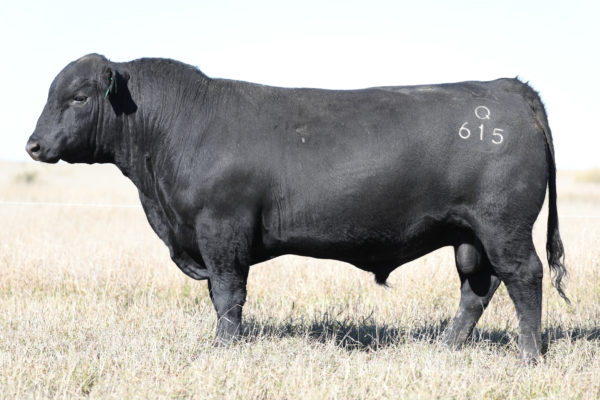 Glenoch Hinman H221 - Image 3