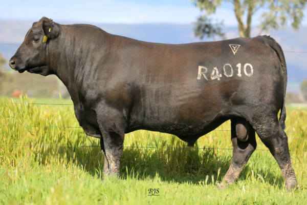 Lawsons Rocky R4010 - Image 3