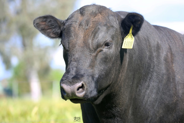 Lawsons Rocky R4010 - Image 4