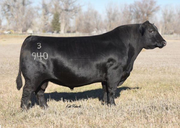 STERLING CONFIDENCE PLUS 804 - Image 3