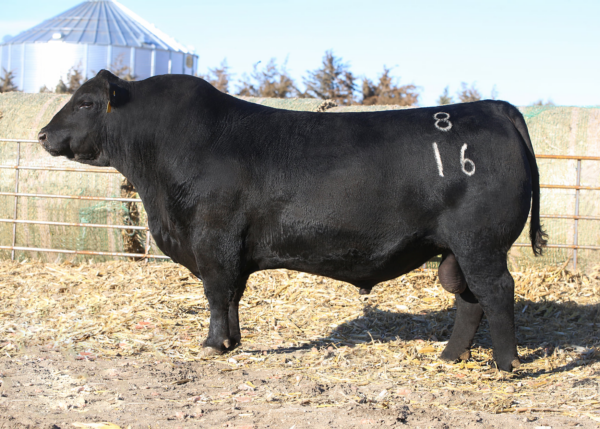Millars Duke 816 - Image 5