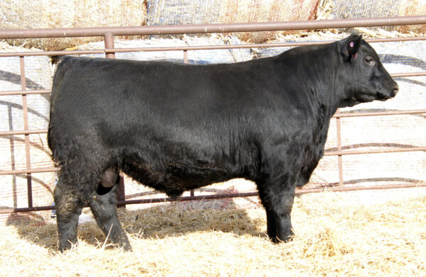 Millars Duke 816 - Image 4