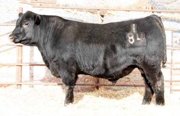 Millars Duke 816 - Image 2