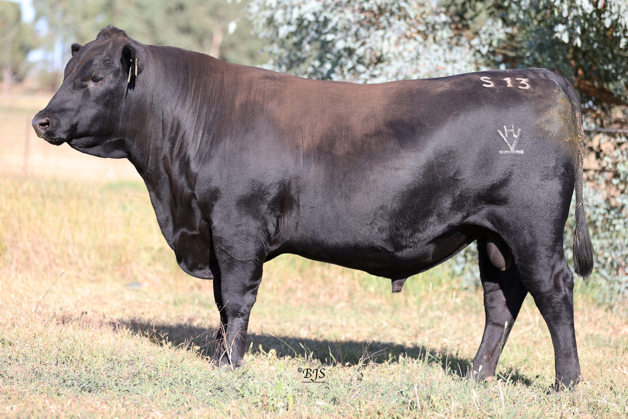 Sires - Breeder Genetics Australia - Beef Cattle A.I. Semen & Sire ...