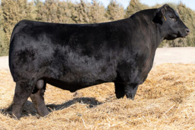 Sires - Breeder Genetics Australia - Beef Cattle A.I. Semen & Sire