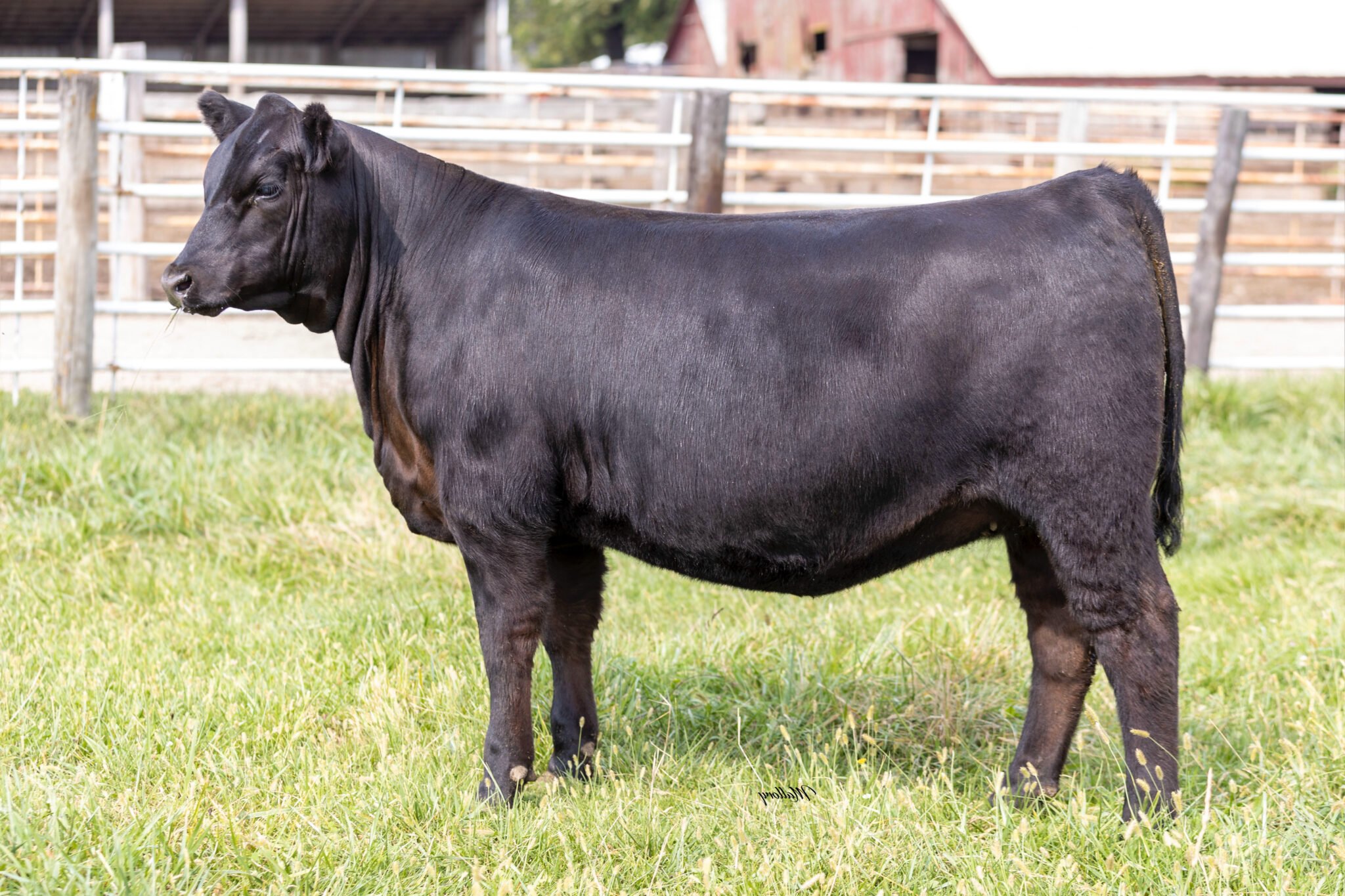 Hoover About It - Breeder Genetics