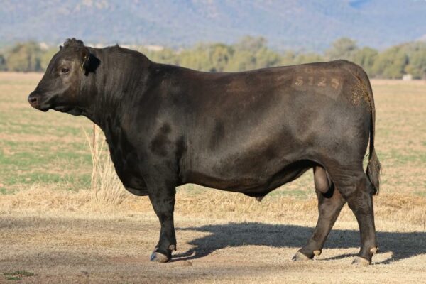 DUNOON PRIME MINISTER P758 - Image 3
