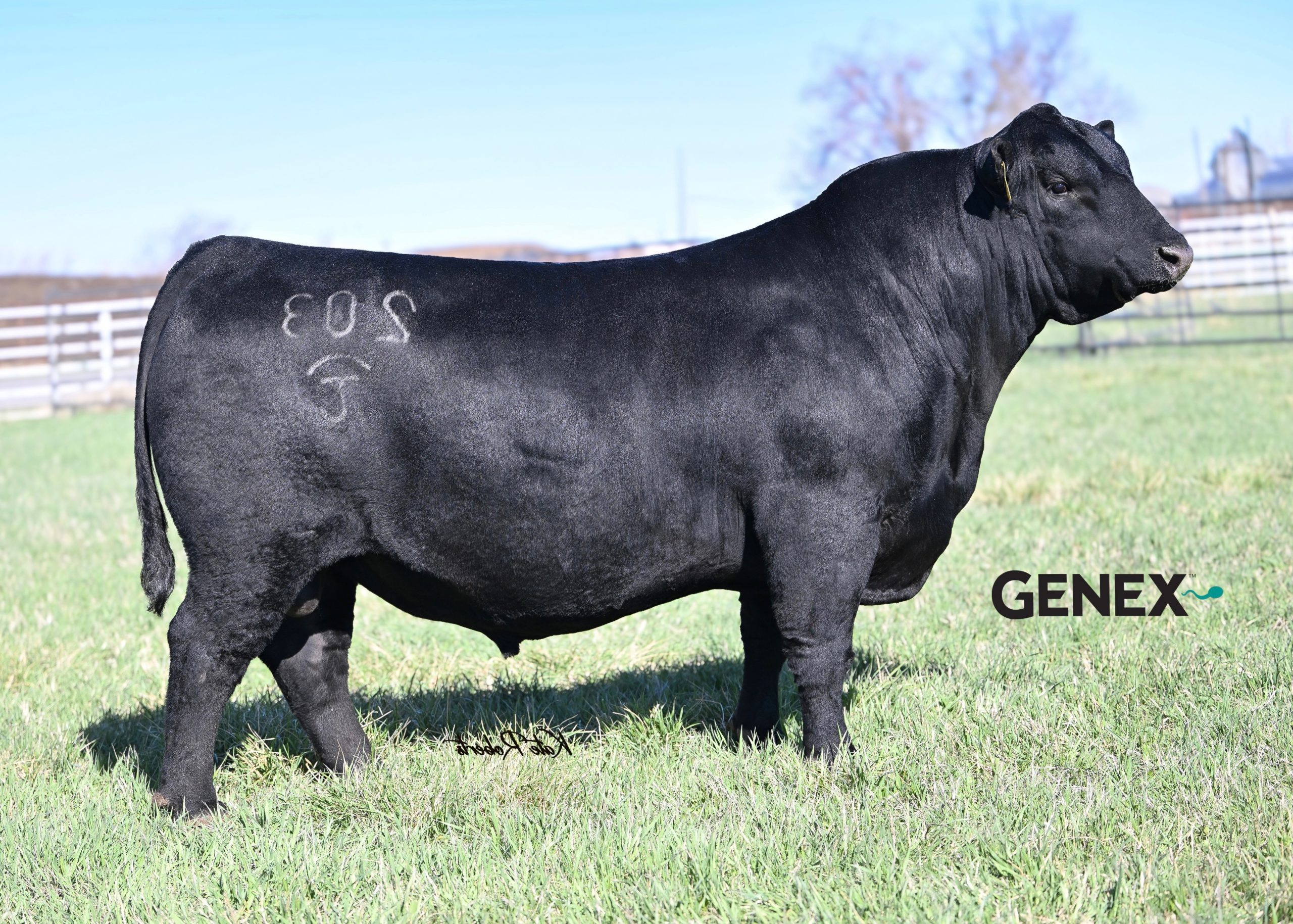 DEEP CREEK LEGITIMATE 203 - Breeder Genetics