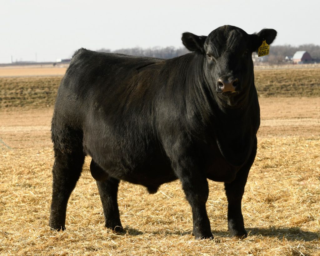 BASIN KEYSTONE 2021 - Breeder Genetics