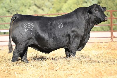 MSC Blanton 889K7