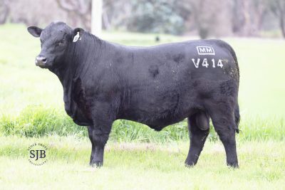 MILLAH MURRAH VALENTINO V414