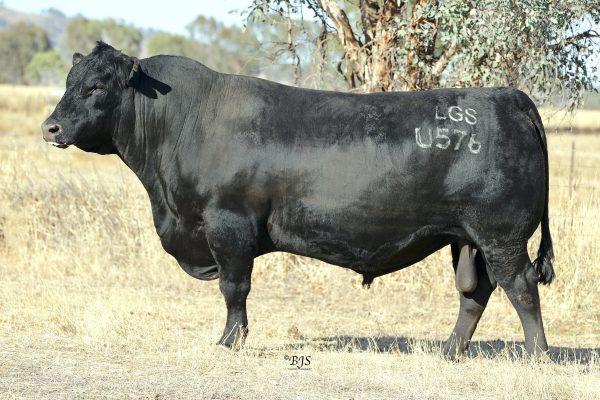 SPRYS UNION U576 - Breeder Genetics