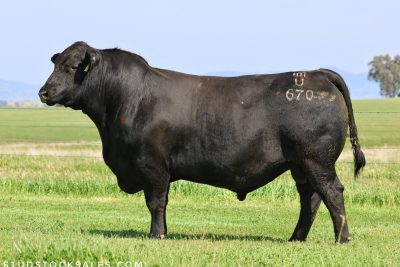 BOOROOMOOKA UTAH U670