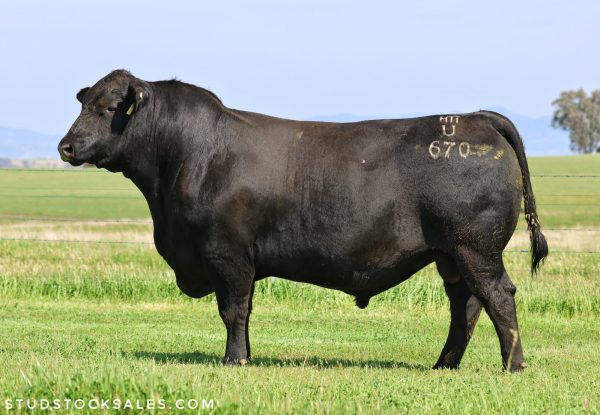 BOOROOMOOKA UTAH U670 - Breeder Genetics