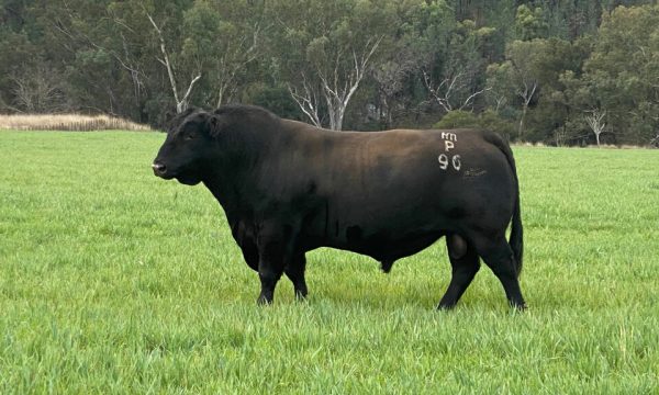 BOOROOMOOKA UTAH U670 - Breeder Genetics